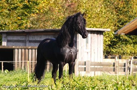 Tomke - Leistungshengst