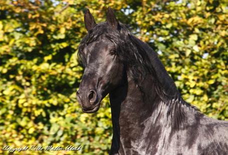 Torino - Leistungshengst